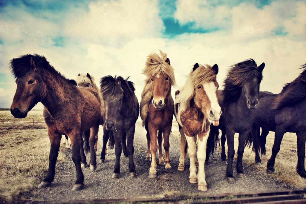 Vacanza a cavallo